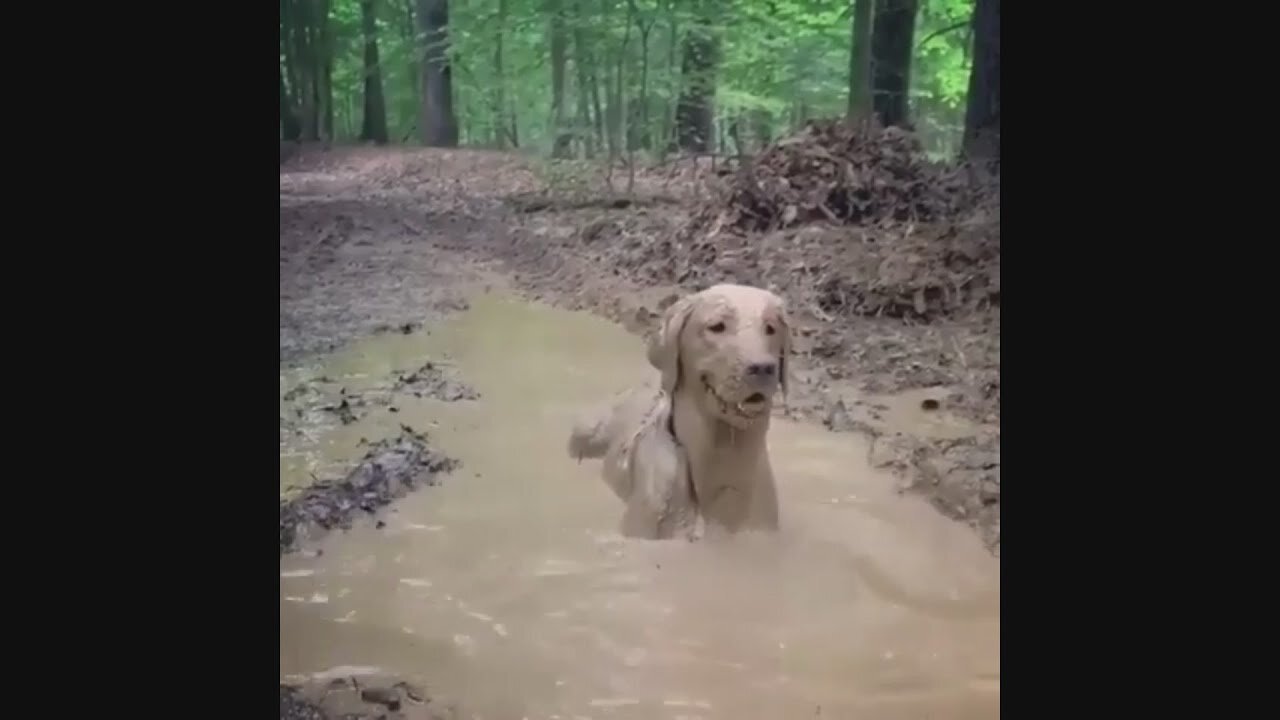 Favorite Animals _ Golden Retriever _ What a bliss