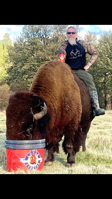 Dozer, Bitterroot Bison