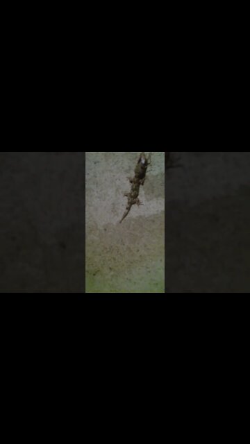 largatixa pegando barata #shorts