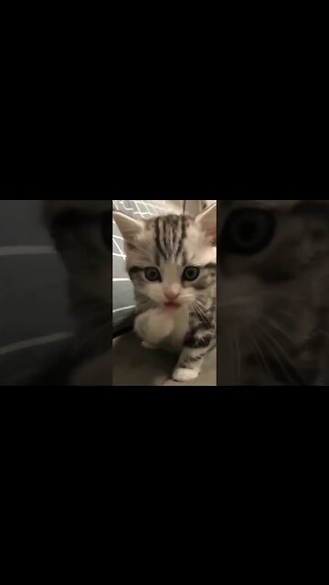 kucing lucu yg slelalu nemenin tidur || cute cat