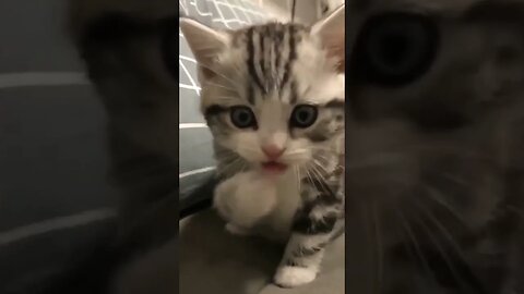 kucing lucu yg slelalu nemenin tidur || cute cat