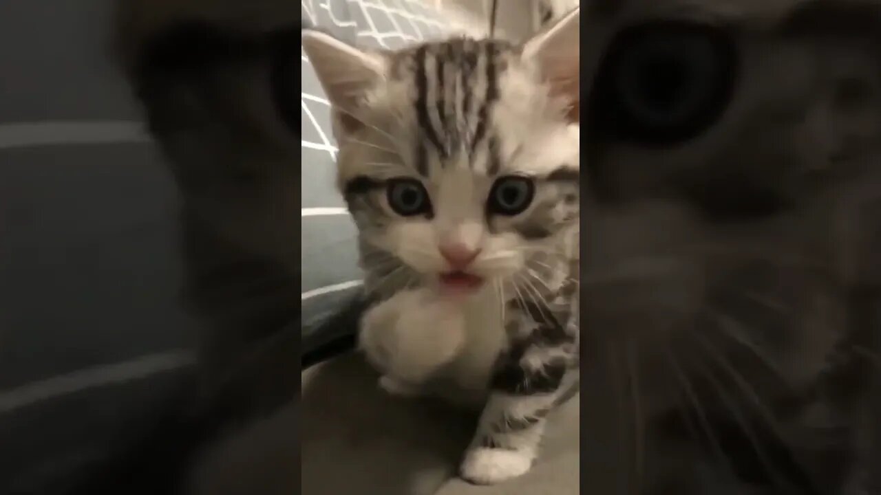 kucing lucu yg slelalu nemenin tidur || cute cat