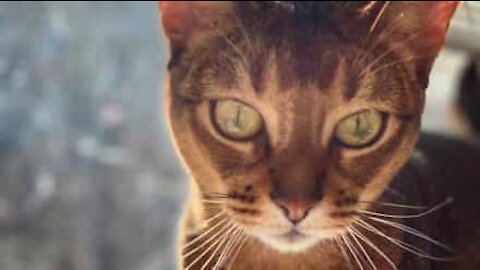 Gato descobre as maravilhas do plástico bolha