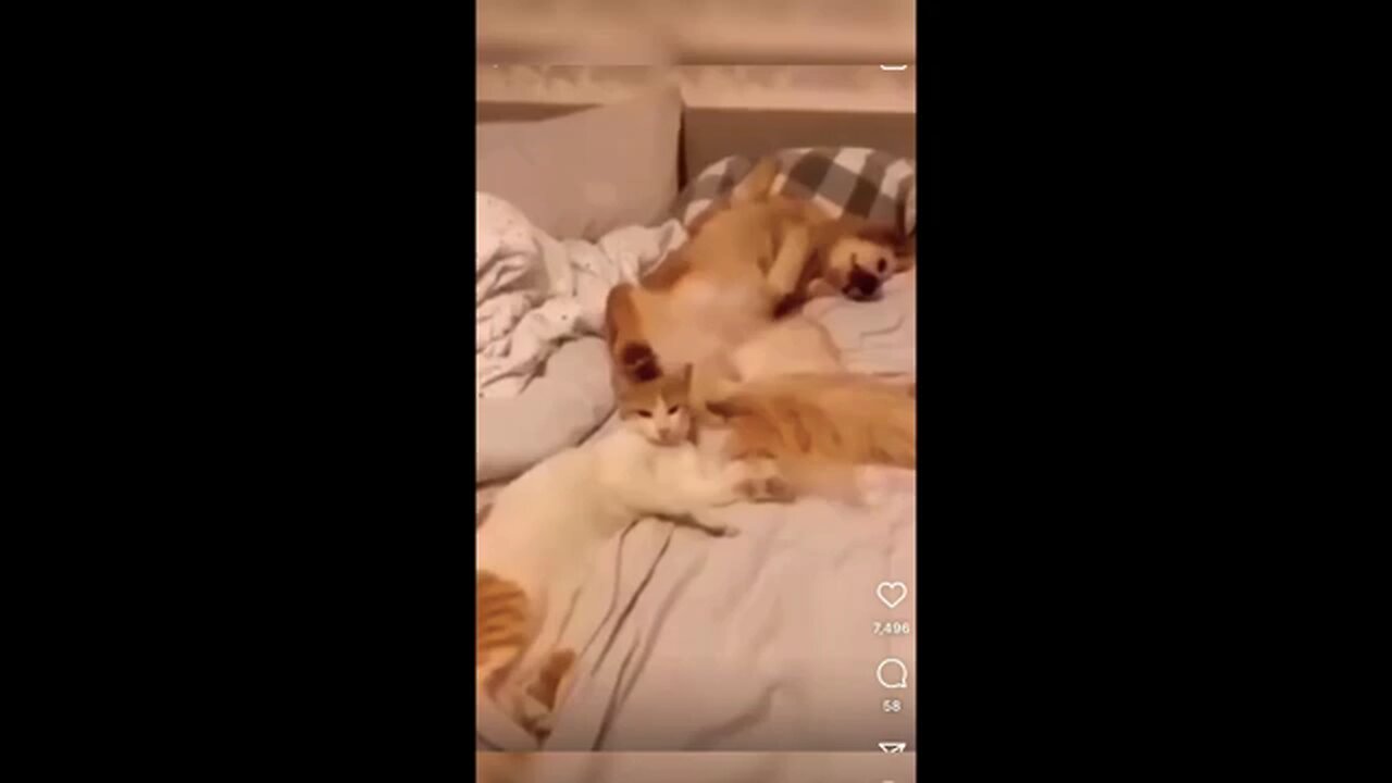 Funny animals