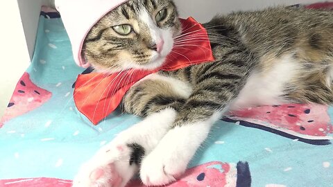 The Magic Pink Cap Makes the Cat Sleepy