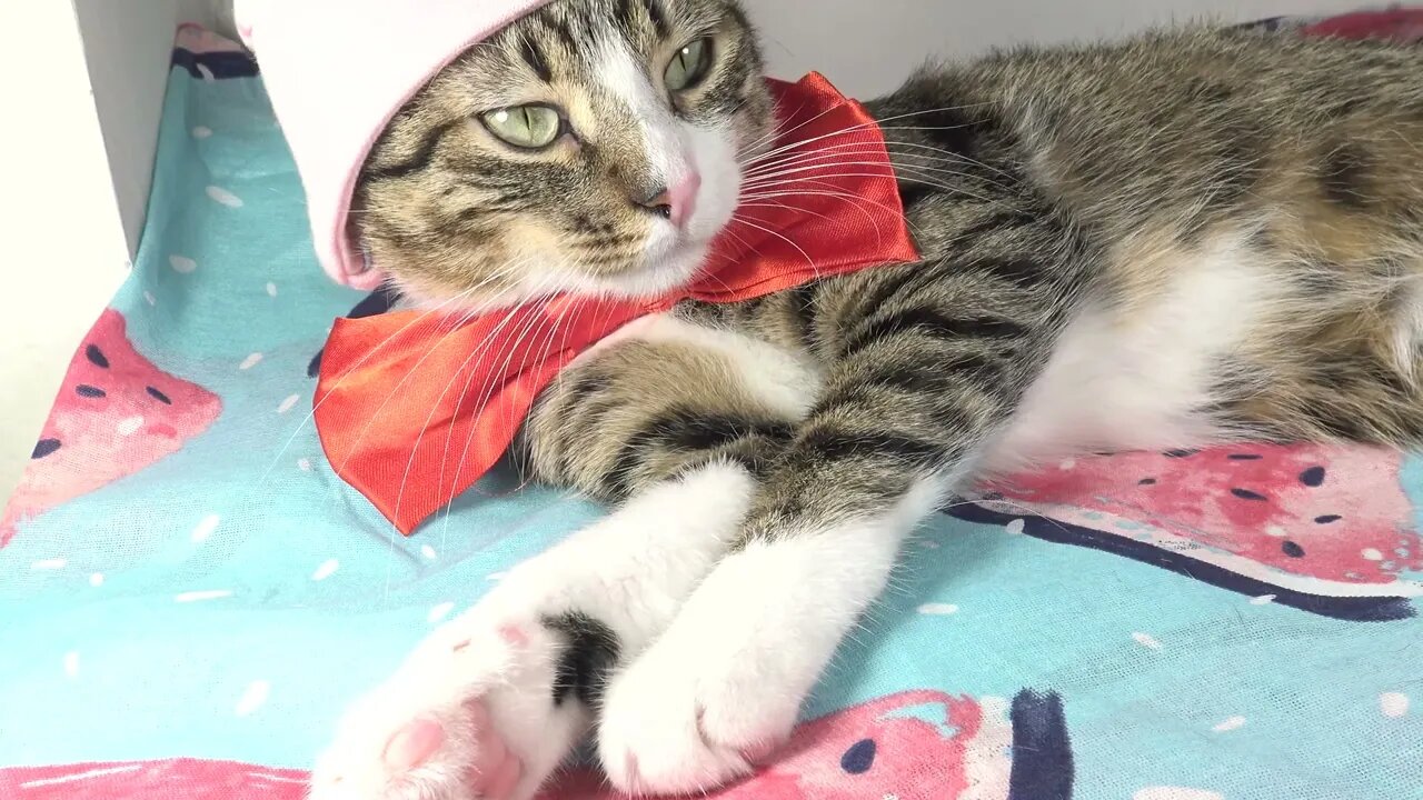 The Magic Pink Cap Makes the Cat Sleepy