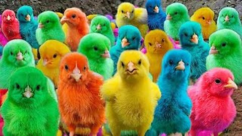 World Cute Chickens, Colorful Chickens, Rainbows Chickens, Cute Ducks, Cat, Rabbits,Cute Animals 🐤🪿🐟