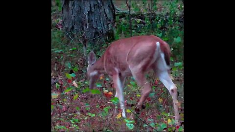 deer eating