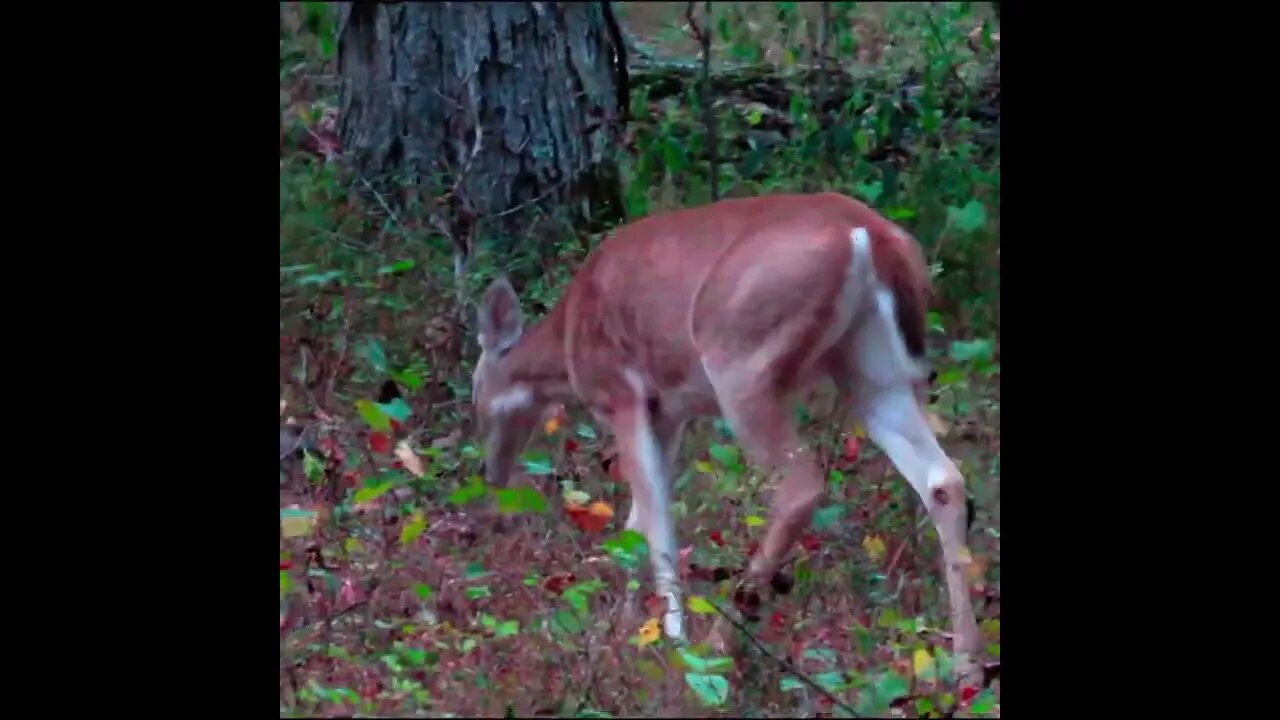 deer eating