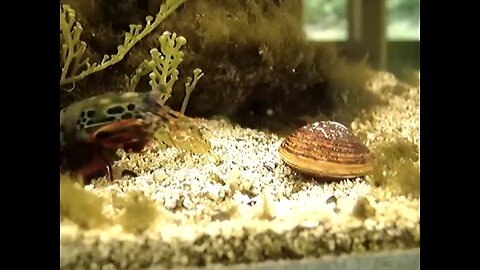 mantis shrimp opening a clam