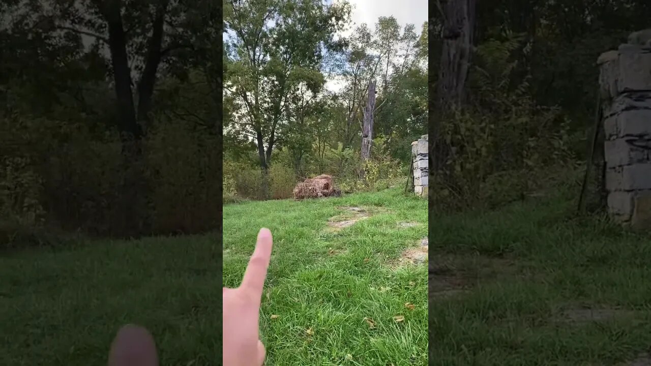 Locked down! These piggies are in trouble! | #kunekune #pig #homesteading #farmlife #fencing