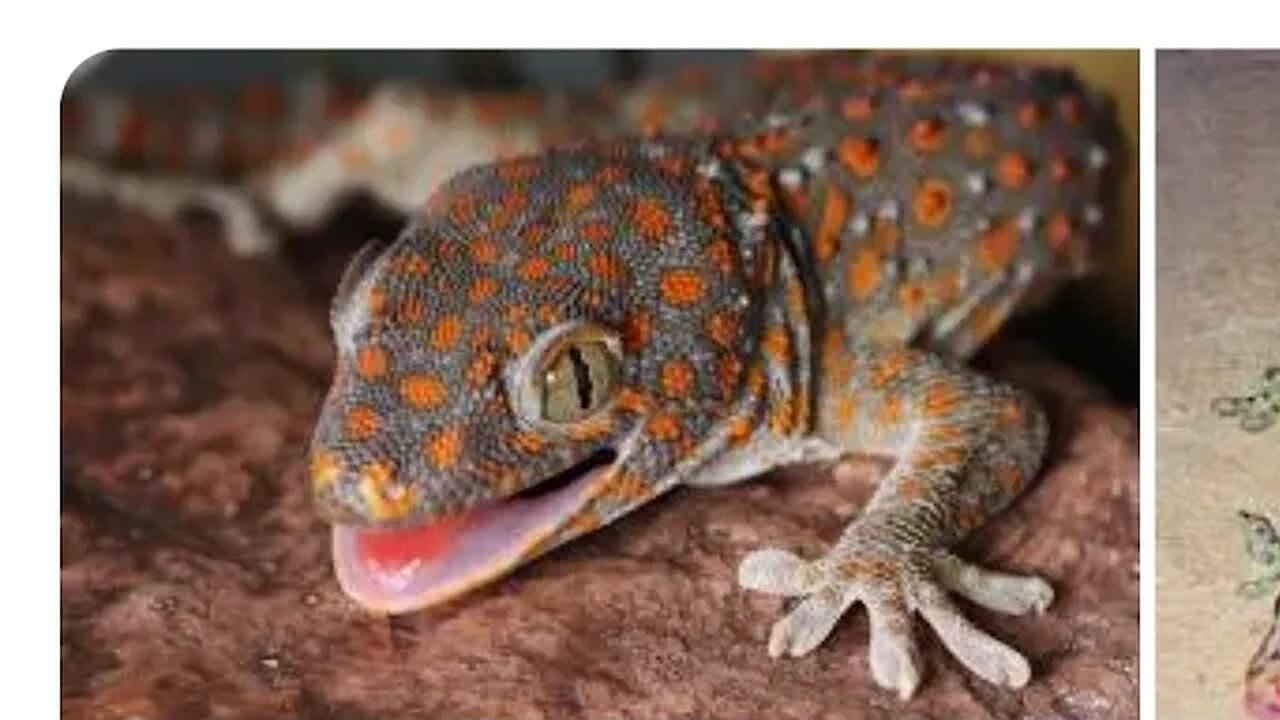 Tokay gecko Reptiles