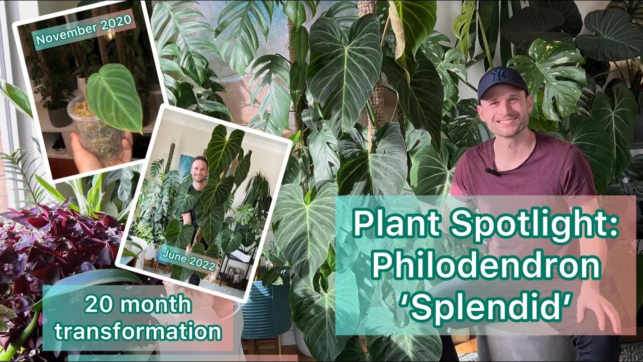 How I grew a large Philodendron 'Splendid' from a small cutting in just 20 months - Plant Spotlight