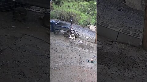 Farm cam: monitoring animals