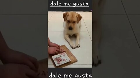 videos de risa perrito sabio