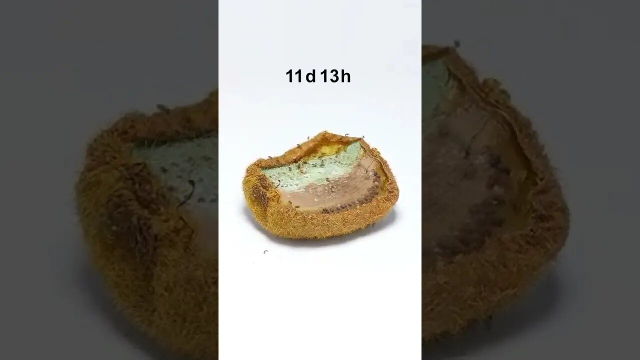 Amazing Shorts with trending mind blowing video #shorts #viral