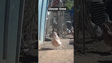Farm surveillance. Feeding the birds