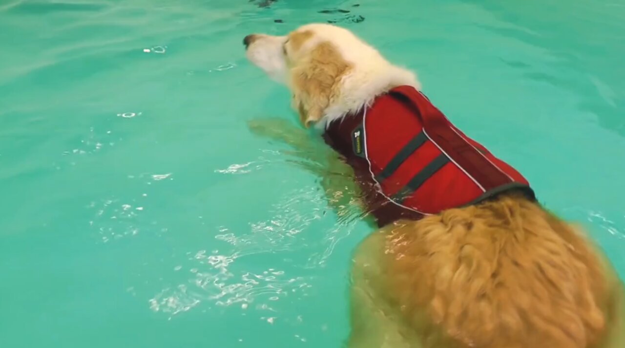 Giving My Dog Crush Swimming Lessons for the First Time