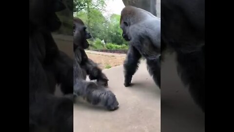 Monkey animal short gorilla