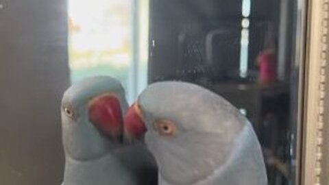 beautiful birds