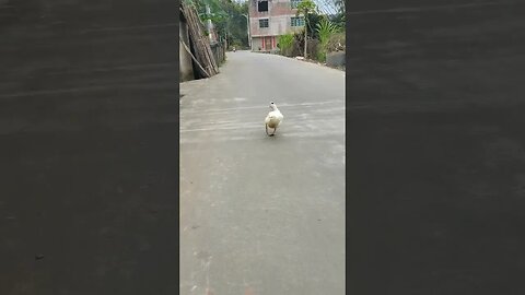 最美的鸭走秀，小短腿的可爱（The most beautiful duck walk show, the cute little legs）