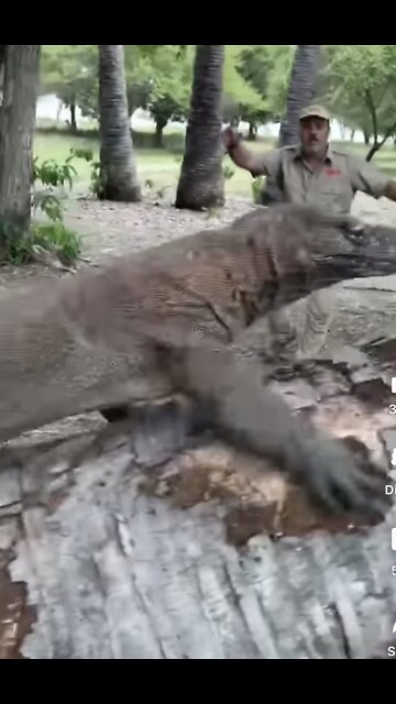 Komodo Dragon | DIY PLANT Pots