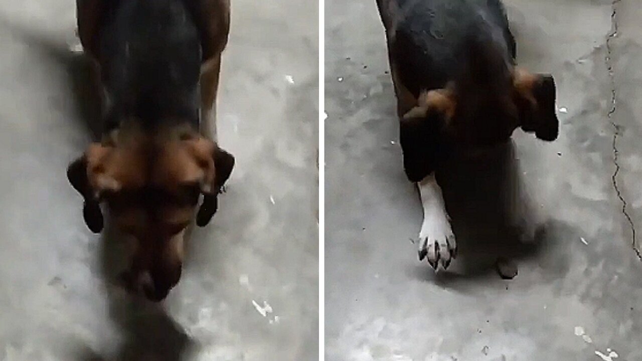 Dog afraid to catch something mysterious