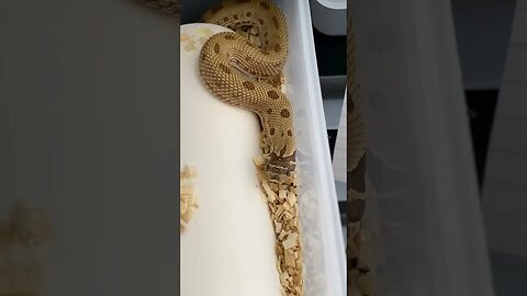 2023 Western Hognose Babies Update~ (A Hognose Baby Short) #hognosesnake #babysnakes #cutebaby