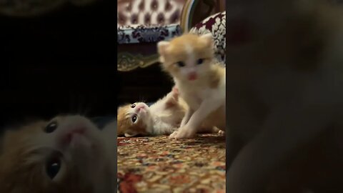 Kittens playing 😍 eh where did she gone 😹