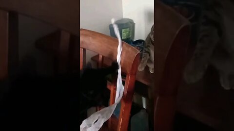 Black Cat Destroys Bengal Cat's day and Steals Her Tissue Paper! #shorts #pets #animals #funny