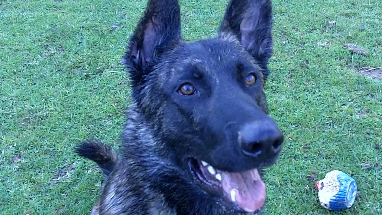 Rescue Dutch Herder playing with owner