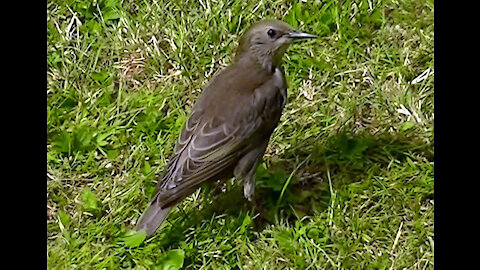 IECV NV #402 - 👀 Starlings In The Backyard 🐤🐤🐤🐤🐤 6-25-2017