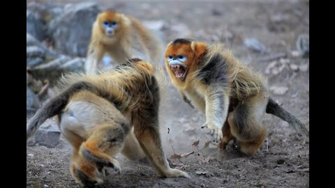 Golden Monkeys of Rwanda Eat and Battle