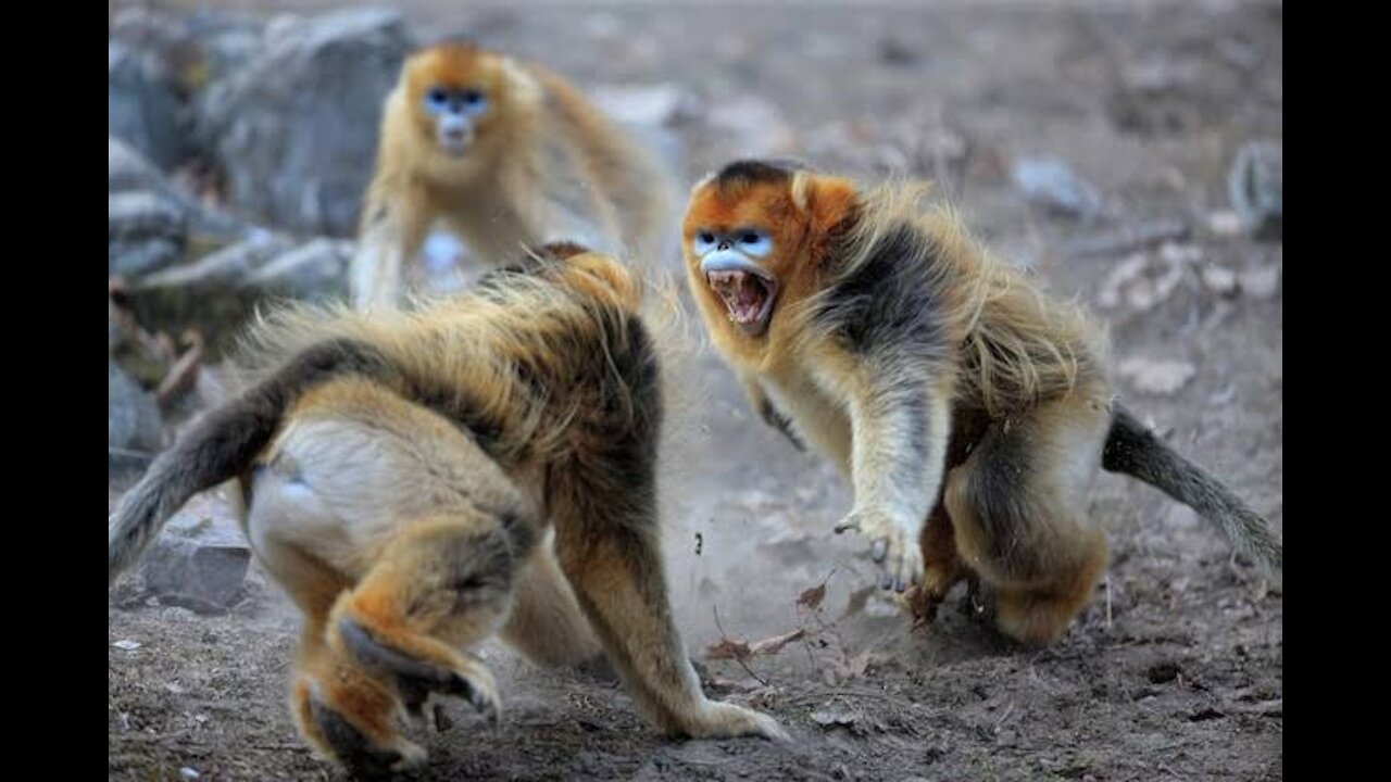 Golden Monkeys of Rwanda Eat and Battle