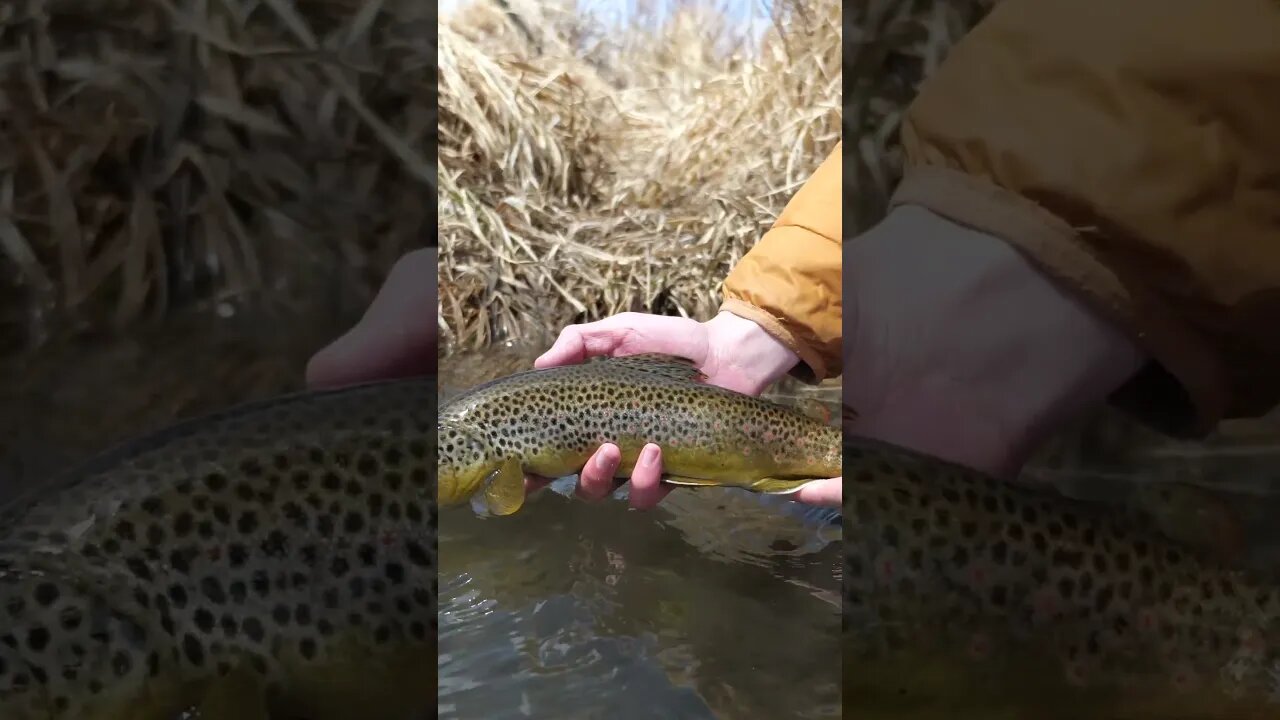 3 GOOD BROWN TROUT in 1 HOLE! #shorts #fishing