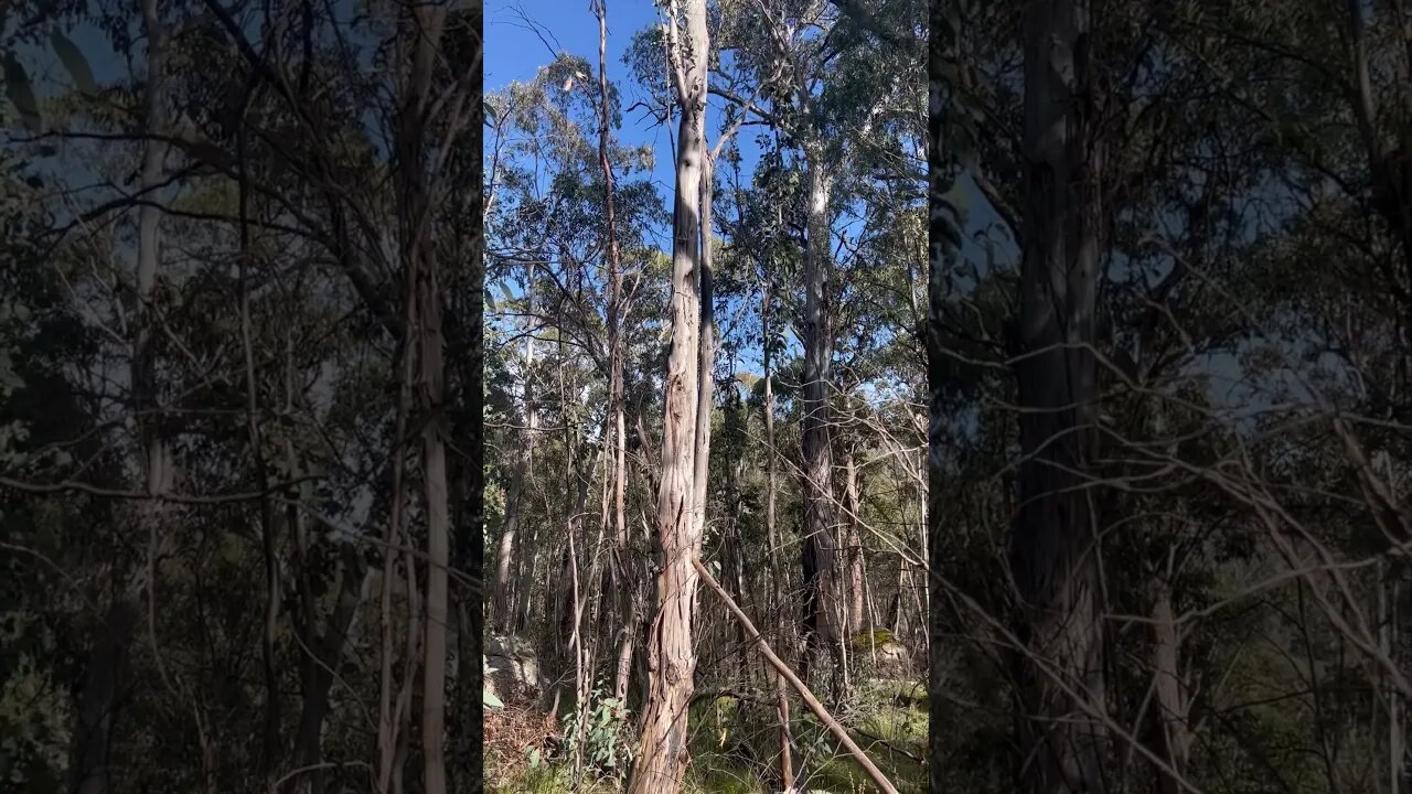 Australian bird sounds! #seeaustralia #hiking