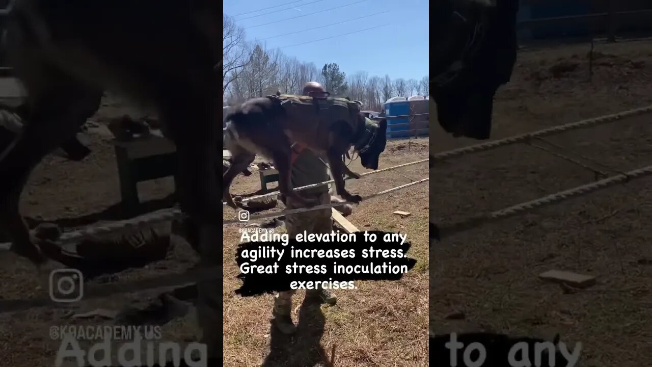 Orpheus, Dutch Shepherd crossing the ropes @soetacticalgear #dutchshepherd