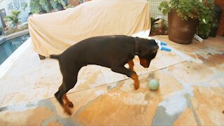 Max the Euro Doberman: Bocce Ball too big @ 13 weeks old