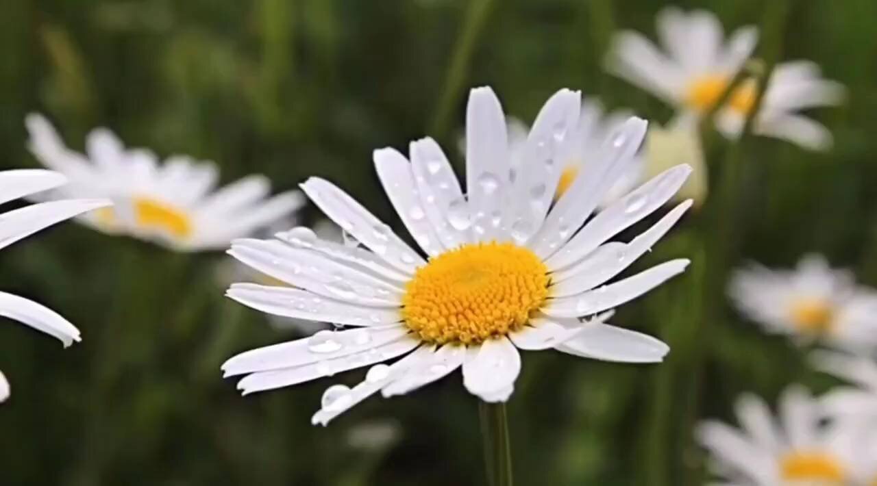 Beautiful Nature And Music video