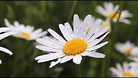 Beautiful Nature And Music video