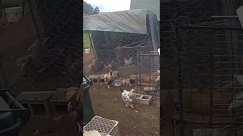 Farm cam. Frank the rooster is patient with the cockerels