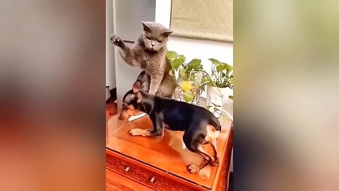 Funny Animal Videos Compilation #3. Try not to Laugh😅😅