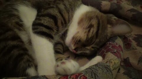 Cat Sleeps Tight at Night