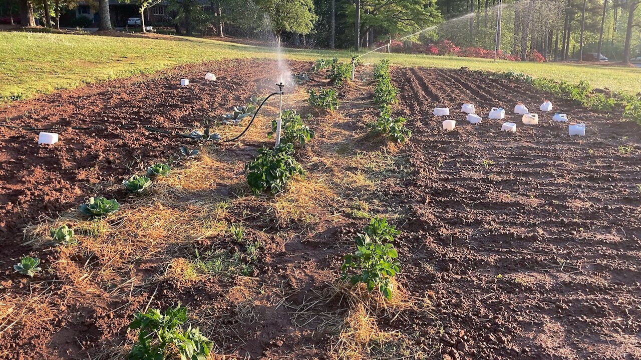 Deep South Frost And Freeze - Georgia Garden