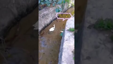 amazing video 😍😍😍 | amazing views video 😳😳 | natural amazing video ❤ whatsapp comedy #shorts