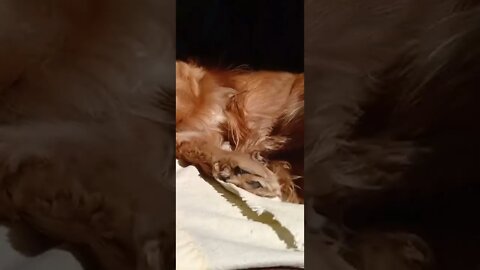 golden dog , shorts