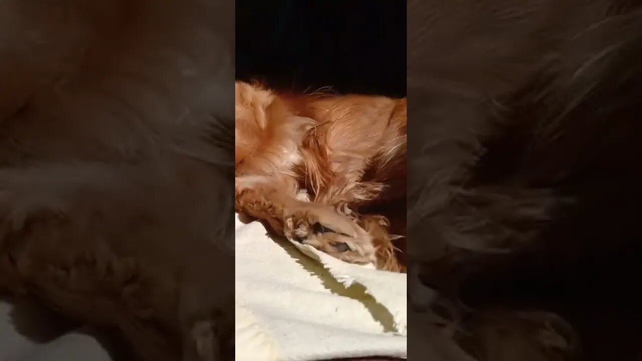 golden dog , shorts