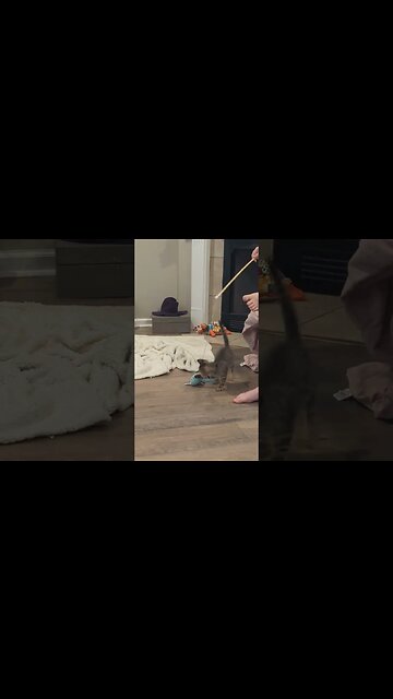 Bee The Kitten Pounces and Plays with NEW Toy! New Family Addition! Cute!