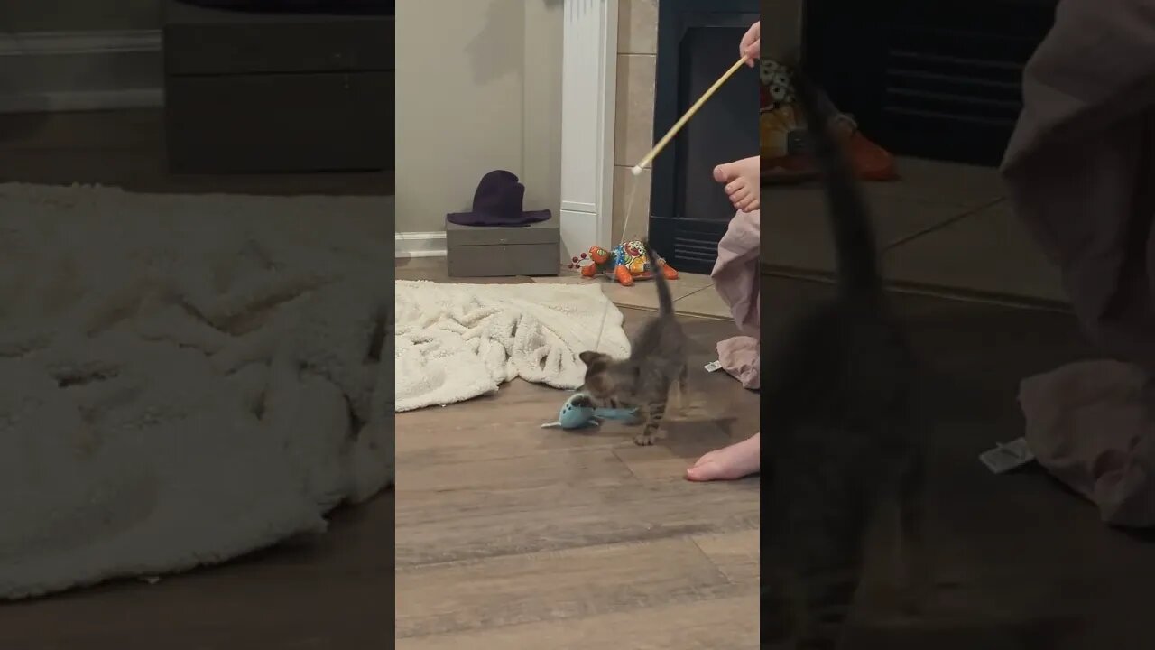 Bee The Kitten Pounces and Plays with NEW Toy! New Family Addition! Cute!