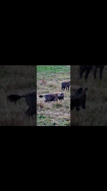 Hyenas Playing #shorts | #ShortsAfrica